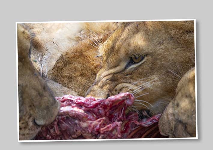 Lejon äter Pumba